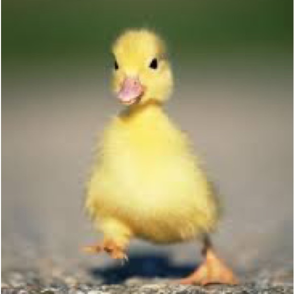 Meet your posher Aurora - Picture 11 of 12